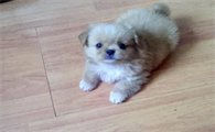 几个月不算幼犬