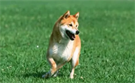 狗狗尿干后为什么很油