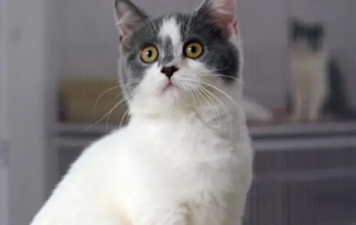英短和蓝猫是一种猫吗