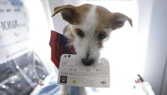 这7类狗狗都是航空黑名单，终究不可以坐飞机，有家里狗吗？