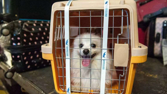 宠物托运有什么要求 宠物托运有什么要求