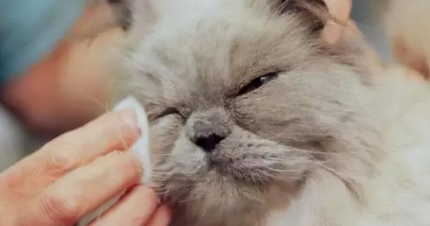 猫泪痕用红霉素软膏