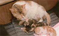 母猫吃小猫是什么原因?