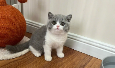 蓝白猫英短正规猫舍 蓝白猫英短正规猫舍