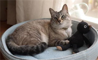 猫咪多囊肾病是遗传病吗?猫咪多囊肾病应该怎么治疗?