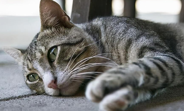 关于猫咪肠胃异常的一些问题，猫奴必看！