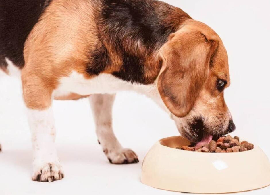 怀孕前期、中期、后期的狗粮食量,不要让狗狗饿到 怀孕前期、中期、后期的狗粮食量,不要让狗狗饿到