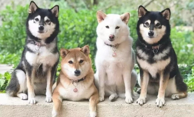 白色柴犬种类稀缺，为什么价钱却很划算？