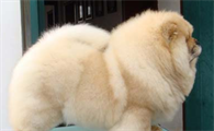 萌宠小知识：母犬子宫炎的病因与治疗方法是什么？