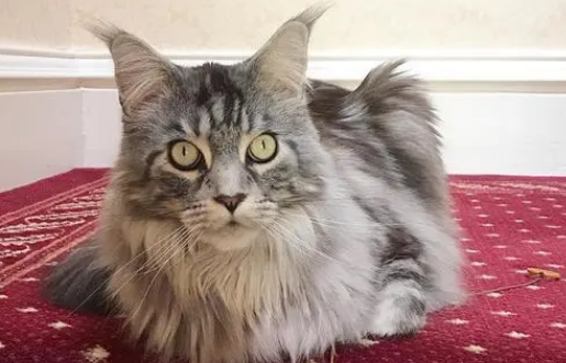 猫血巴尔通氏体病有哪些特征？怎么治疗？