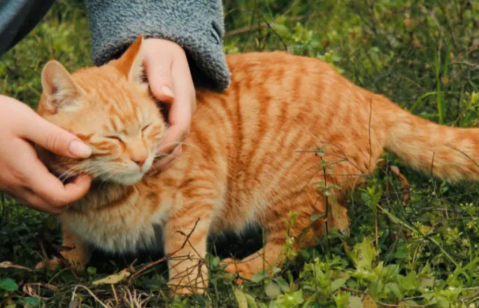 猫咪一般能活几年? 猫咪一般能活几年?