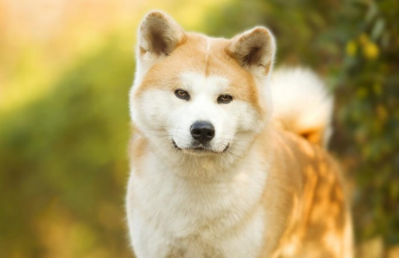 秋田犬在中国遭禁养的缘故,看了你也就明白了 秋田犬在中国遭禁养的缘故,看了你也就明白了