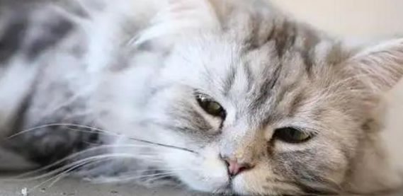 猫中暑严重会怎么样啊