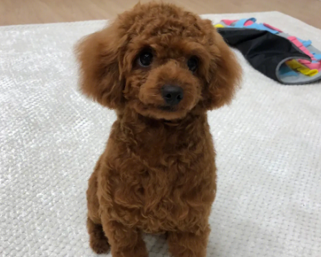 小泰迪晒多长时间补钙？