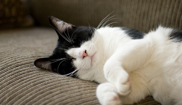 猫咪得了猫鼻支会死吗?怎么对付猫鼻支呢?