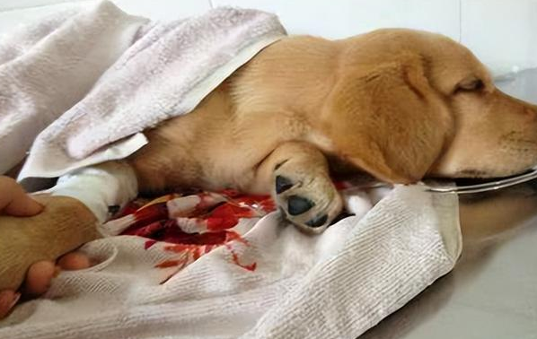 狗狗感染杯状病毒多久可以痊愈啊