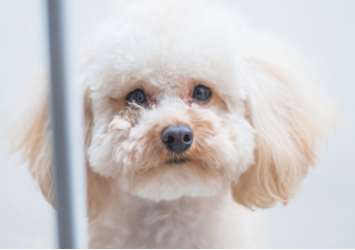 泰迪小便出現尿不出的状况该怎么办