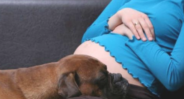 怀孕期间养狗狗常见问题 怀孕期间养狗狗常见问题