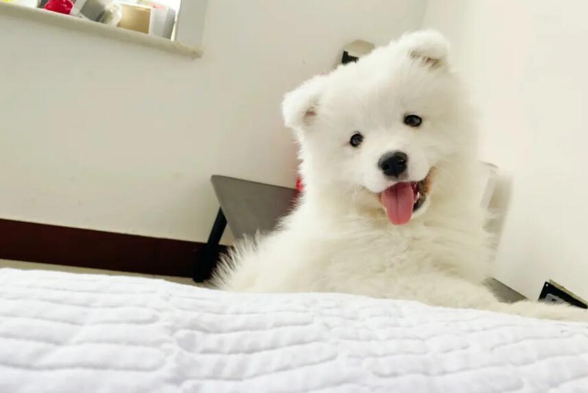 萨摩耶为什么不像狗狗呢