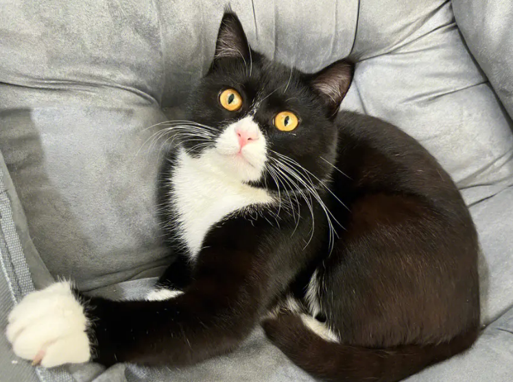 猫咪为什么喜欢单身猫