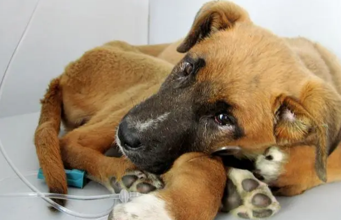 犬细小怎么治疗用药 犬细小怎么治疗用药