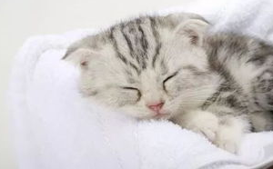 折耳猫的先天遗传性疾病是什么?感兴趣的来看看吧 折耳猫的先天遗传性疾病是什么?感兴趣的来看看吧
