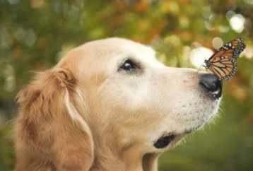 狗狗怎麼會像哮喘一樣抽氣？