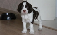 小型史宾格犬图片及价格