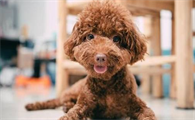 泰迪犬站立该如何训练？看了以后你能如梦初醒！