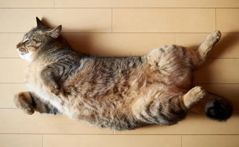 猫咪怀孕了为什么睡地上呢