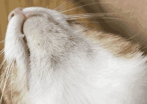 如何治疗猫猫粉刺？