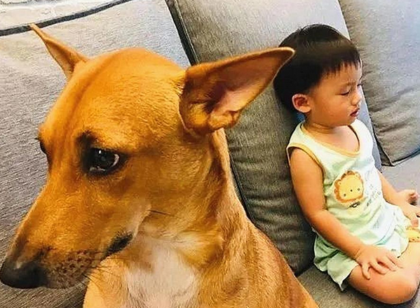 孩子和狗狗赌气背对背,以为会冷战很久,没想到它上当了 孩子和狗狗赌气背对背,以为会冷战很久,没想到它上当了