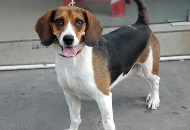比格犬价格多少钱一只啊 比格犬价格多少钱一只啊