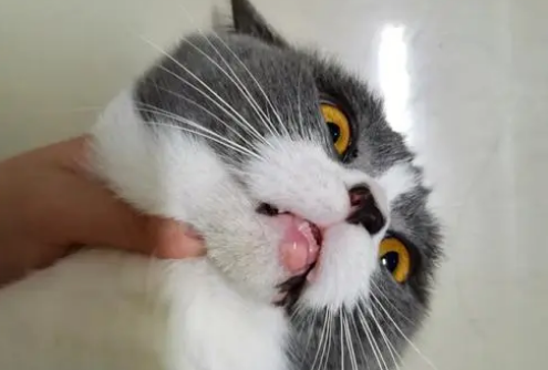 猫咪嘴巴烂了怎么回事 猫咪嘴巴烂了怎么回事