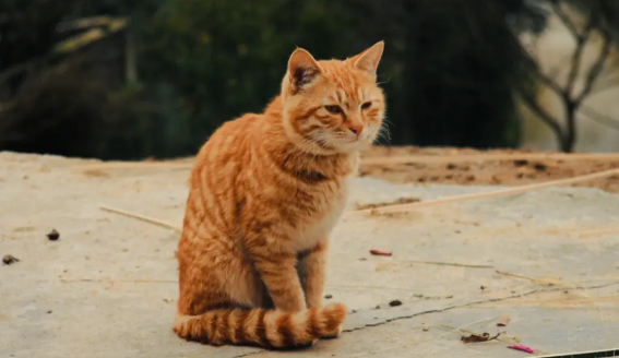 猫舍买到病猫怎么办
