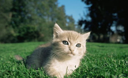 巧妙训练你的猫咪,养猫必看! 巧妙训练你的猫咪,养猫必看!