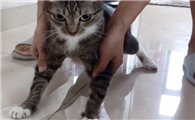 猫为什么怕粘毛纸?