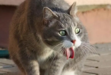 猫咪吃饭老吐是怎么回事？