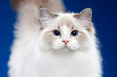 布偶猫的7种分类价格 布偶猫的7种分类价格