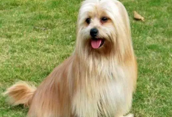 小西施犬多少钱一只 狗狗图片纯种价格 小西施犬多少钱一只 狗狗图片纯种价格