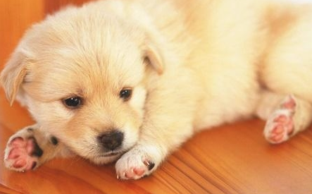 狗狗大便黑色，怎么处理？