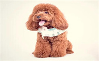 喂养泰迪犬以前，这5件事，提议先掌握清晰