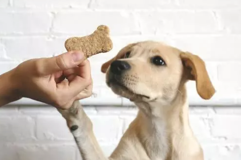 用小零食训犬并不是对全部小狗都合理，找准小狗爱好，训炼高效率才会高