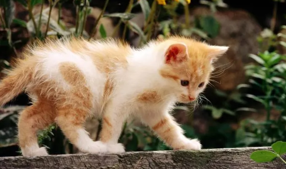 猫有寄生虫的症状有哪些? 猫有寄生虫的症状有哪些?