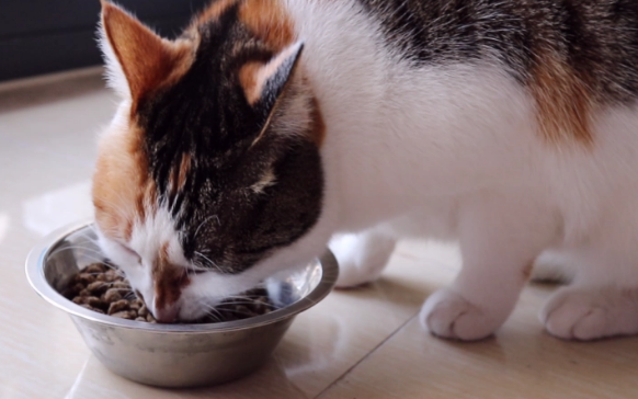 怎么养成宠物猫吃饭的规矩?宠物猫训练方法!