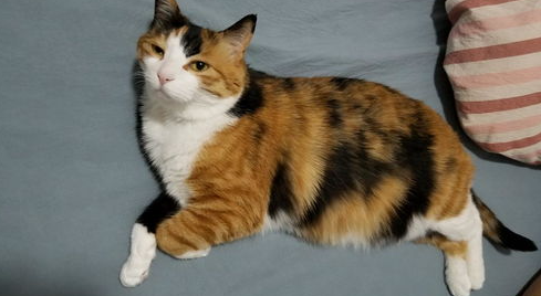 猫咪过度肥胖给猫咪减肥的方法？怎么给胖猫减肥