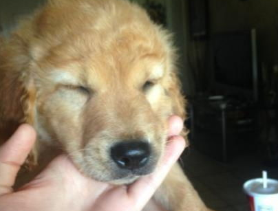 犬传染性肝炎的症状及治疗方法 犬传染性肝炎的症状及治疗方法