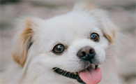 狗狗卖萌的几种方法，假如你没见过，表明它不爱你！