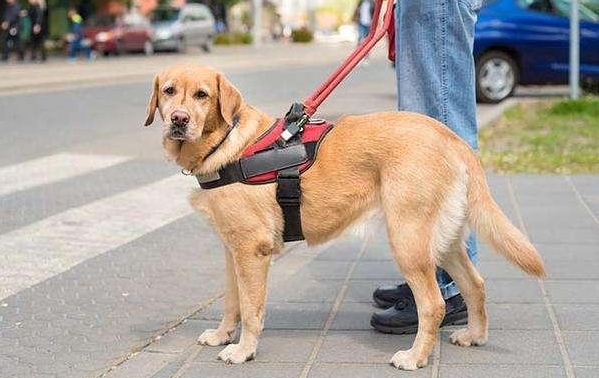 导盲犬是什么种类的狗 导盲犬是什么种类的狗