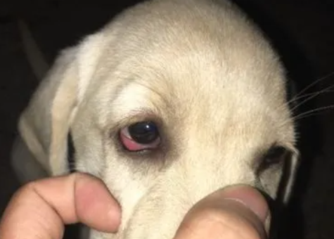 为什么狗狗眼皮红肿